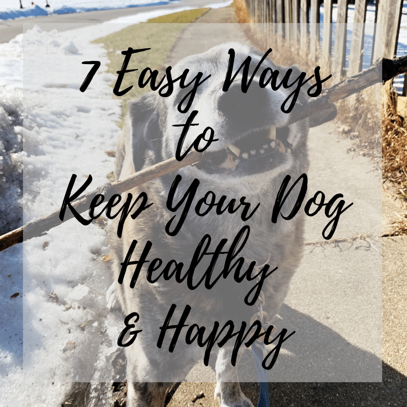 7 Easy Ways to Keep Your Dog Healthy & Happy