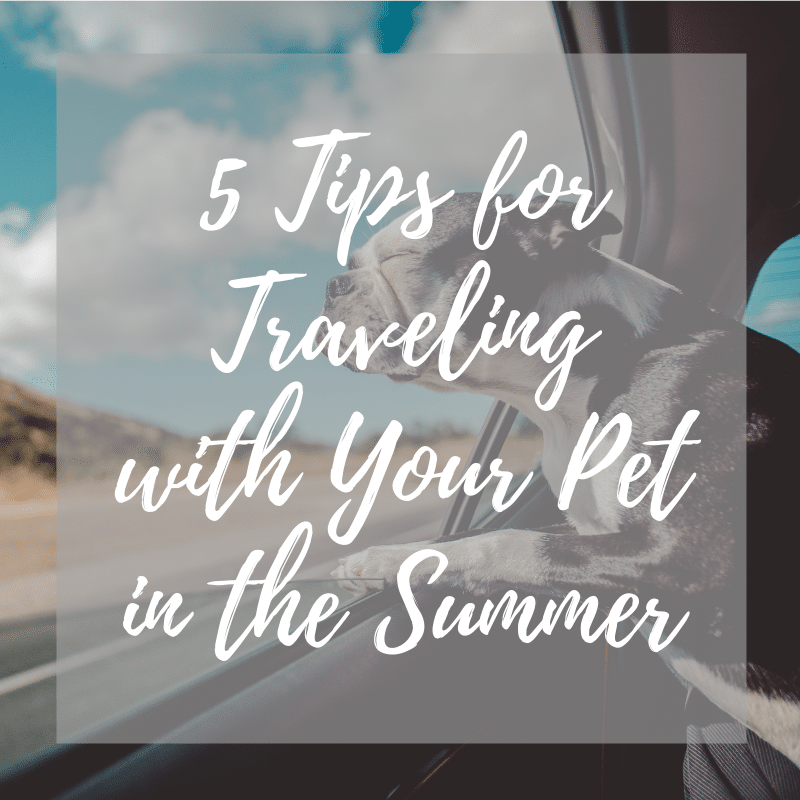 5 Tips for Traveling with Your Pet in the Summer 